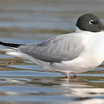 Bonaparte's Gull